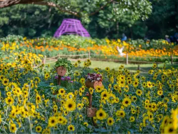 “花”式来袭!周末去哪溜达?深圳:来赏花!花展管够