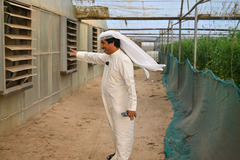 中国设备助力科威特沙漠农场主的绿色田园梦（4）