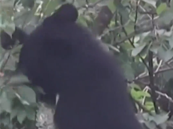 一头熊闯入日本新干线车库，致部分列车停运