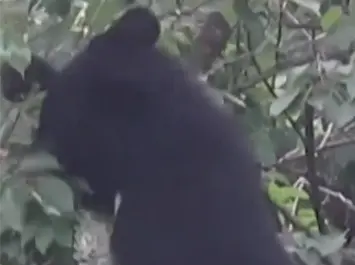 一头熊闯入日本新干线车库，致部分列车停运