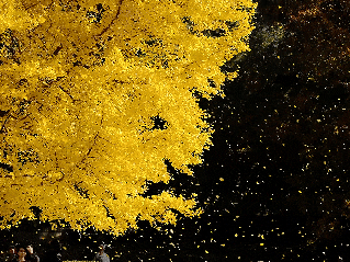 “银杏伞”火出圈！网友：不建议推广，因为我没有