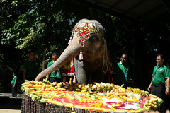 一周看天下丨缅甸72岁大象庆生