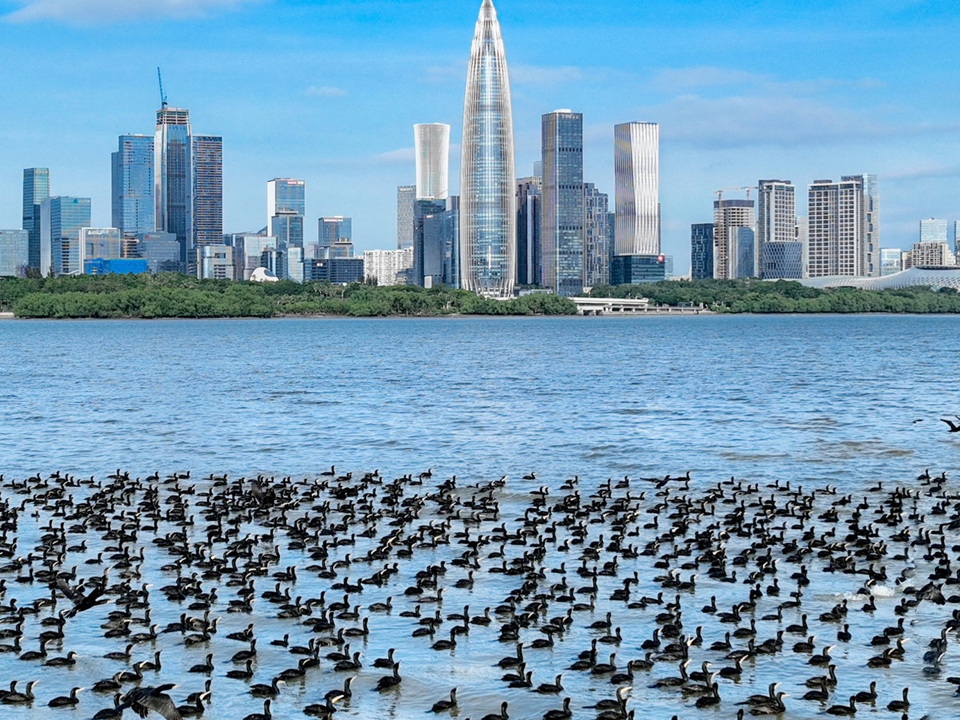 深圳湾年度名场面来啦！ 万千鸬鹚回”家“探望鹏友