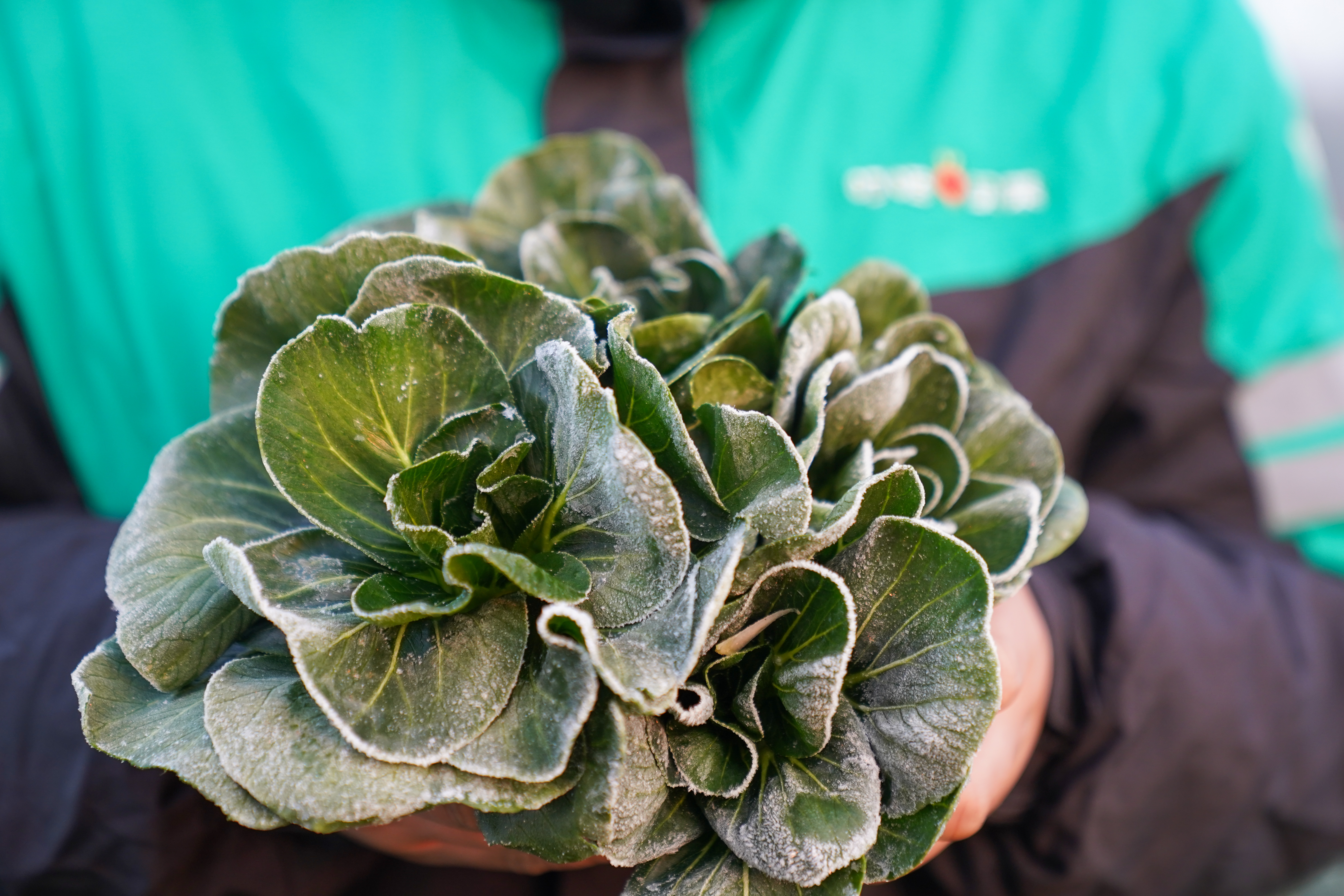 叮咚买菜锚定八大山脉产区，高山霜打菜最快24小时直达