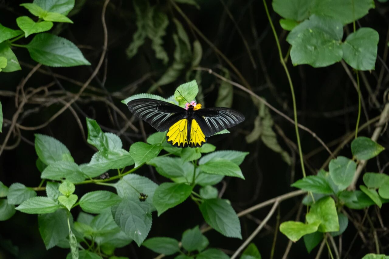 为了一只珍稀蝴蝶的回归,他们在深圳大鹏种下……