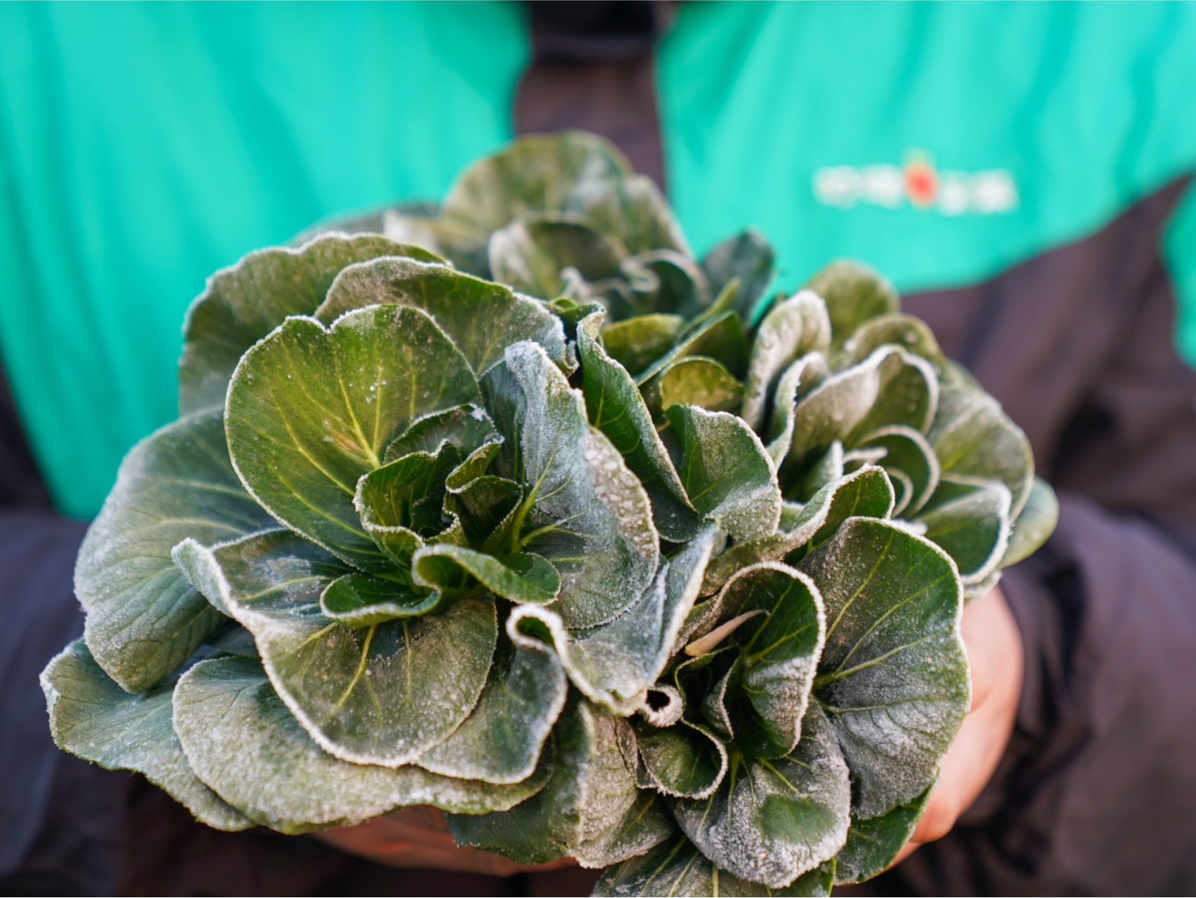 来自海拔1200米的冰甜感！冬日“霜打菜”迎最佳赏味期  