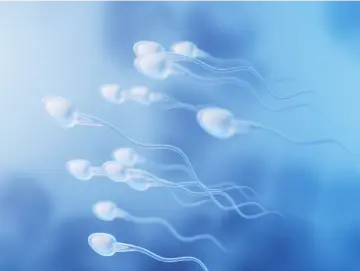 专家科普|精子也需要“更新库存”吗?
