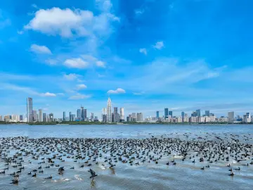 探寻飞羽印记 体验观鸟乐趣 候鸟季邀市民一起记录鸟类身影