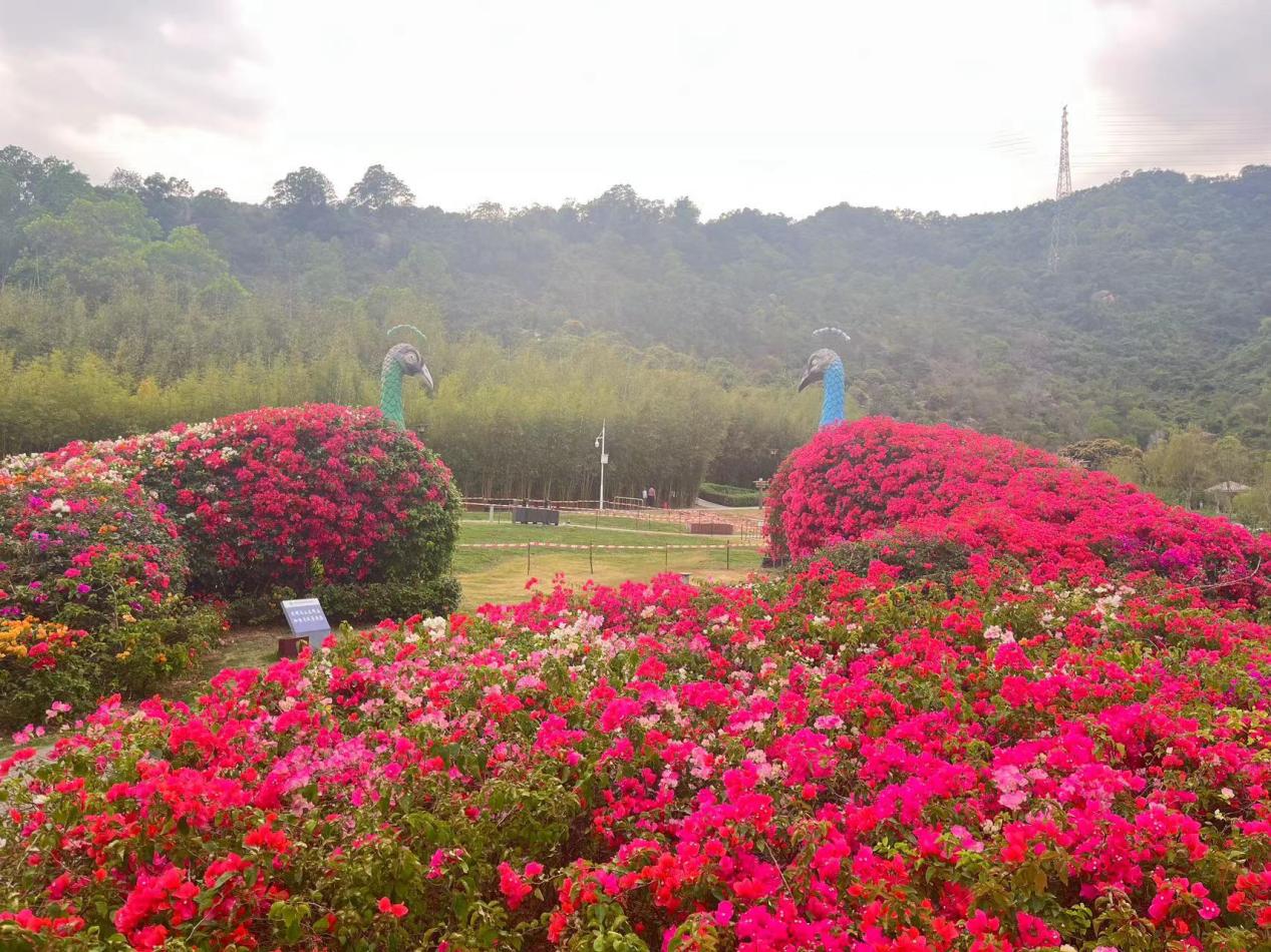 2025年深圳簕杜鹃赏花周11月“浪漫绽放”