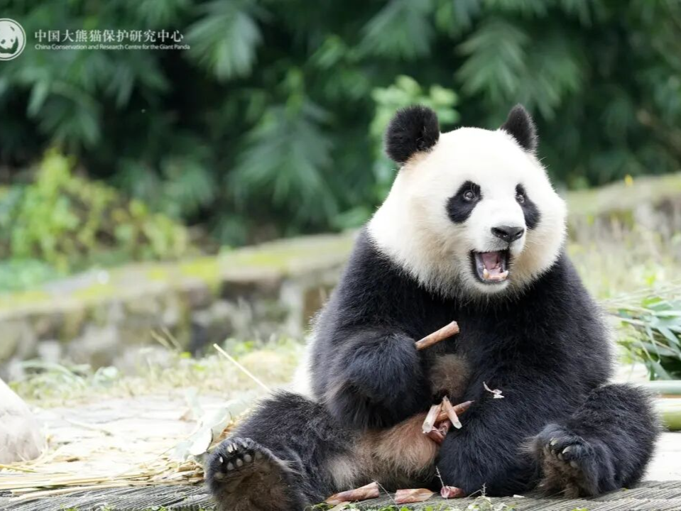 大熊猫“辰星”“晓月”启程赴马来西亚 开始旅居生活