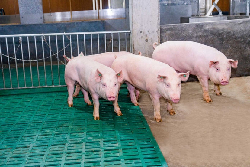 中农种源完成A轮融资，加速动物设计育种技术产业化