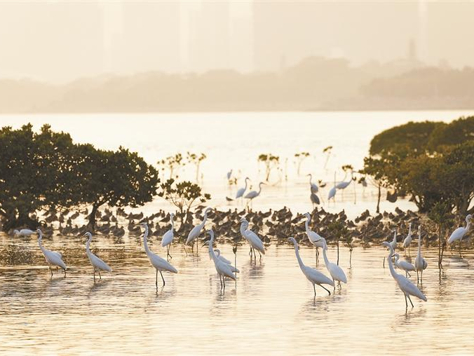 深圳拟将11月5日设为红树林湿地保护日