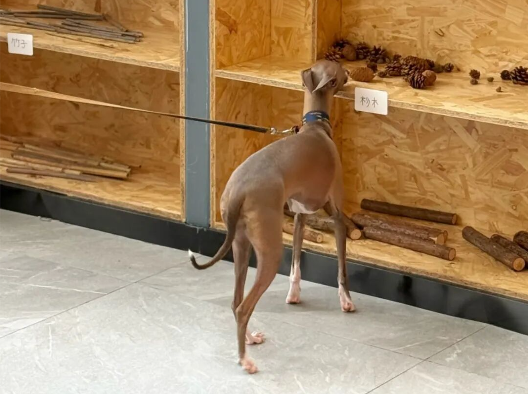 宠域talk | 就在深圳罗湖！给宠物开的气味图书馆，猫狗免费打卡 