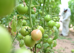 中国设备助力科威特沙漠农场主的绿色田园梦（8）