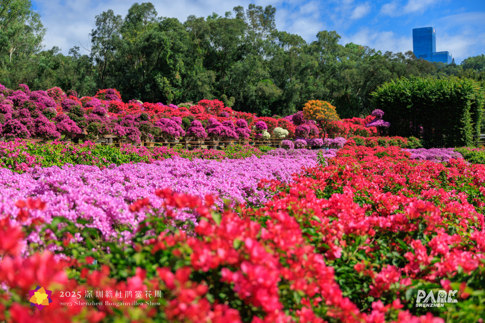 多图直击,2025深圳簕杜鹃赏花周全城绽放