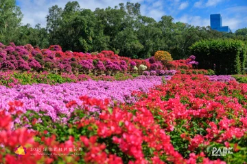 多图直击,2025深圳簕杜鹃赏花周全城绽放