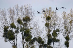 （外代二线）（4）欧洲秋日