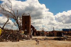 （外代一线）（7）灾后的牙买加布莱克里弗