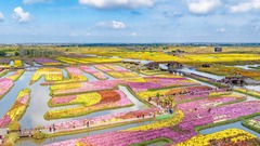 江苏兴化：千垛菊花引客来