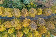 秋深景更艳（16）#