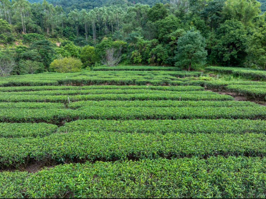 观念一变，村庄“活”了！深汕赤石明溪村奏响“共富三重奏”