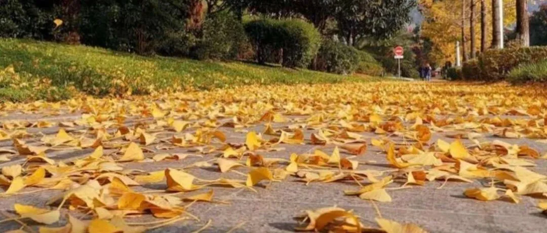 29.9元100片？捡落叶能卖钱？网友：我现在就去捡！