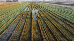 全国秋粮收获过九成 冬小麦播种过两成半（8）#