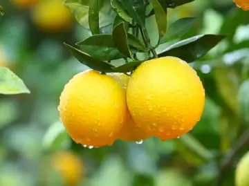 这颗“橙”色宝藏，终于等到你——2025年寻乌赣南脐橙正式开摘！