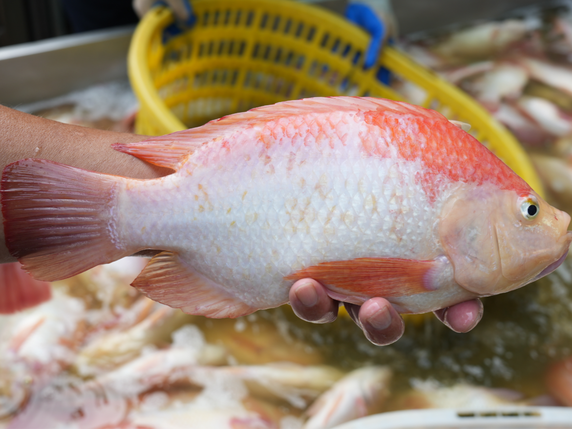 “买鱼也能闭眼入！”叮咚买菜上线“湾区认证”鲜活水产  