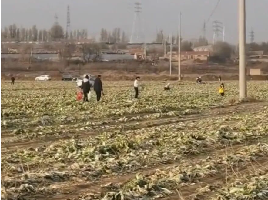 内蒙古赤峰通报“免费采捡白菜”事件：种植户损失9万余元，已补偿