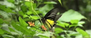 深圳大鹏:裳凤蝶保育回归见成效