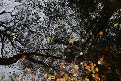 （外代二线）（3）欧洲秋日