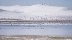 国家重点保护动物集结！四川若尔盖湿地迎候鸟迁徙高峰