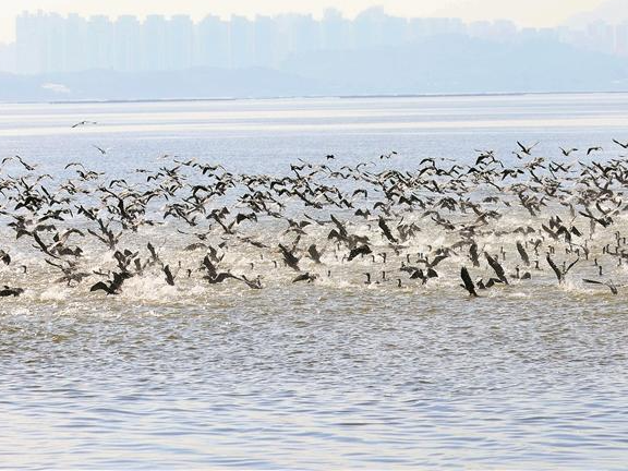 “鸟类天堂”迎来“鸬鹚军团”