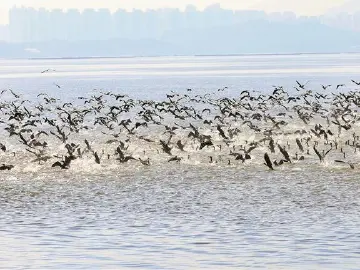 “鸟类天堂”迎来“鸬鹚军团”