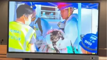 香港大埔火灾第八天 救出一些小动物