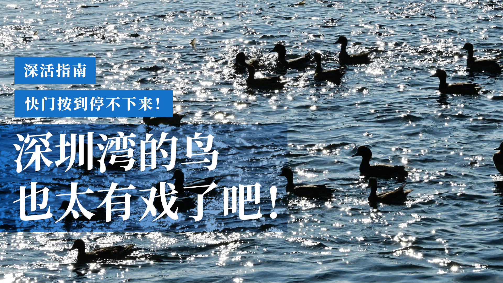 深活指南 | 快门按到停不下来!深圳湾的鸟也太有戏了吧!
