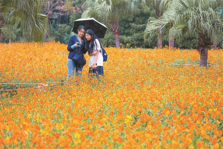深圳“菊花宇宙”来了