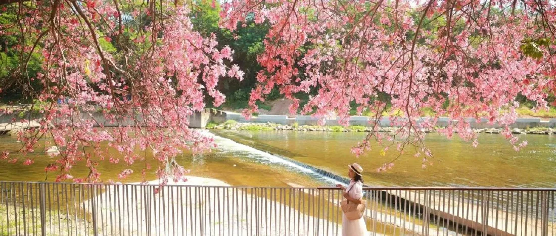 全城“粉”了！地铁直达浪漫花海！