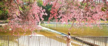 全城“粉”了！地铁直达浪漫花海！