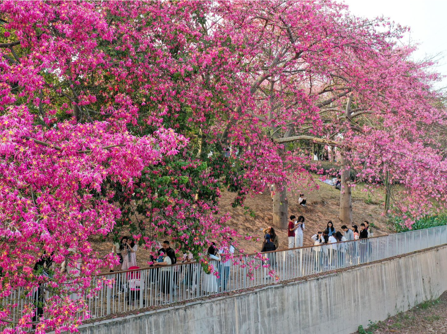 图集 | 异木棉盛放观澜河畔