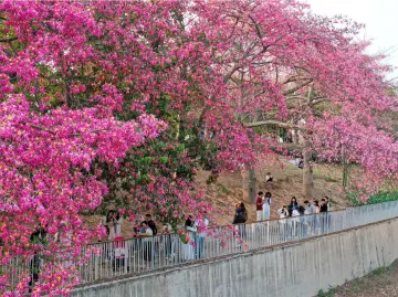 图集 | 异木棉盛放观澜河畔