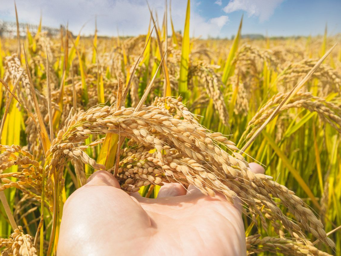 国家统计局：2025年全国粮食总产量14298亿斤 增长1.2%