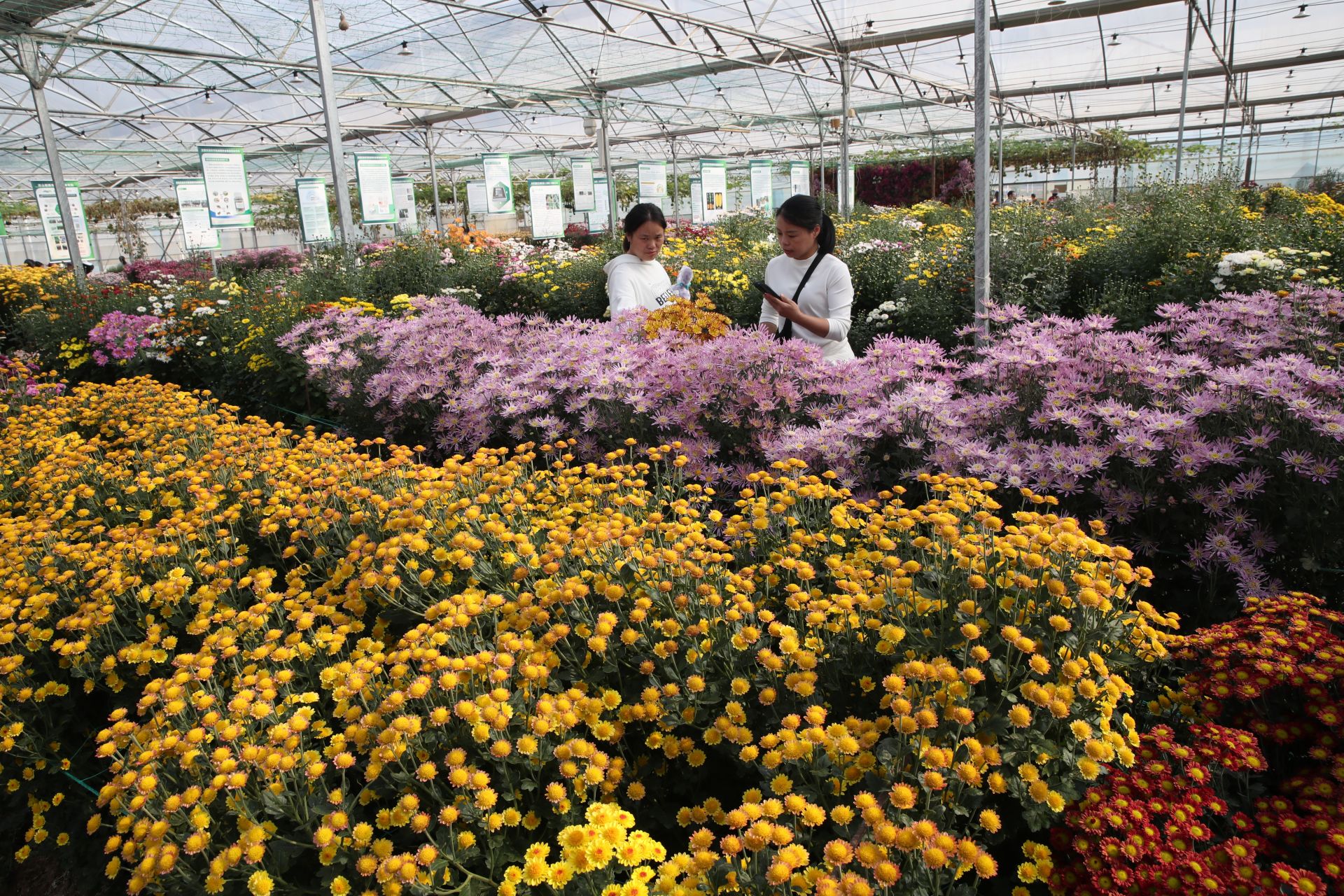 花开“圳”当时,2025年大鹏湾实验室菊花展来啦