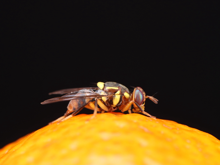 中国农业科学院深圳农业基因组研究所发布“果蔬杀手”橘小实蝇最完整基因组图谱
