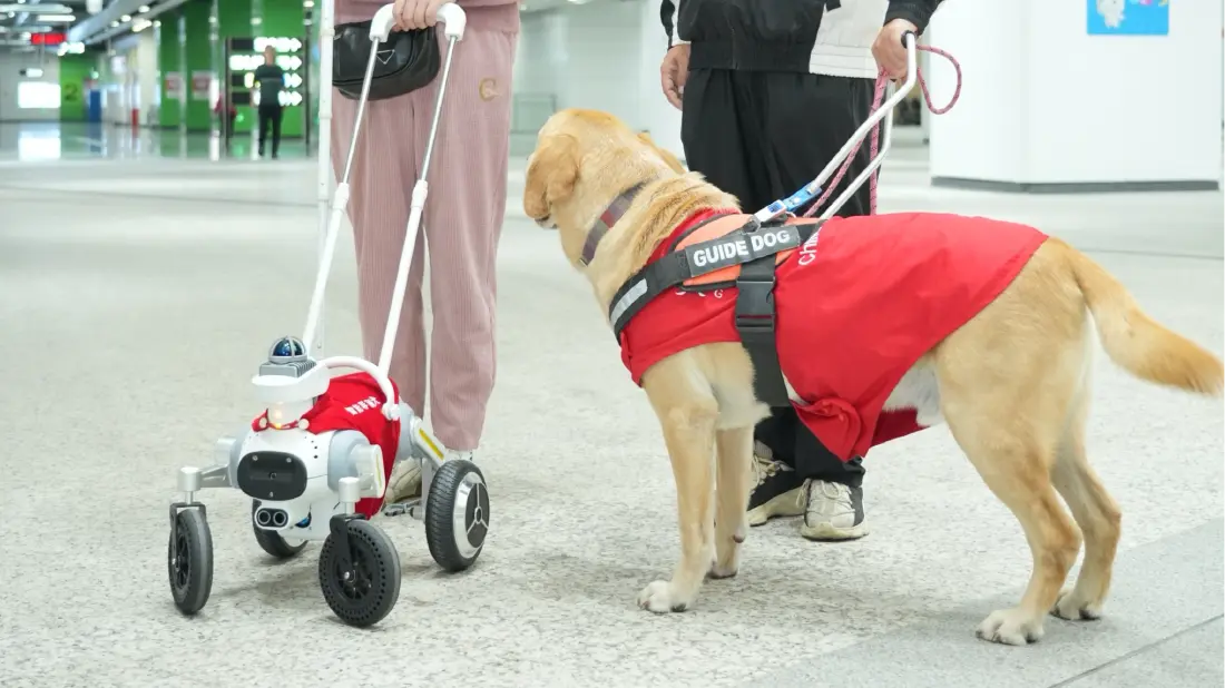 全球首例电子导盲犬！深圳地铁智能导盲犬上线服务