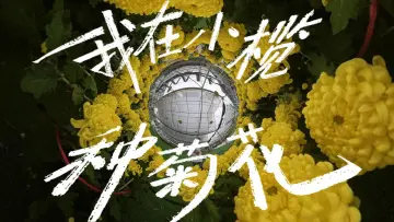 粤来粤好百千万｜我在小榄种菊花