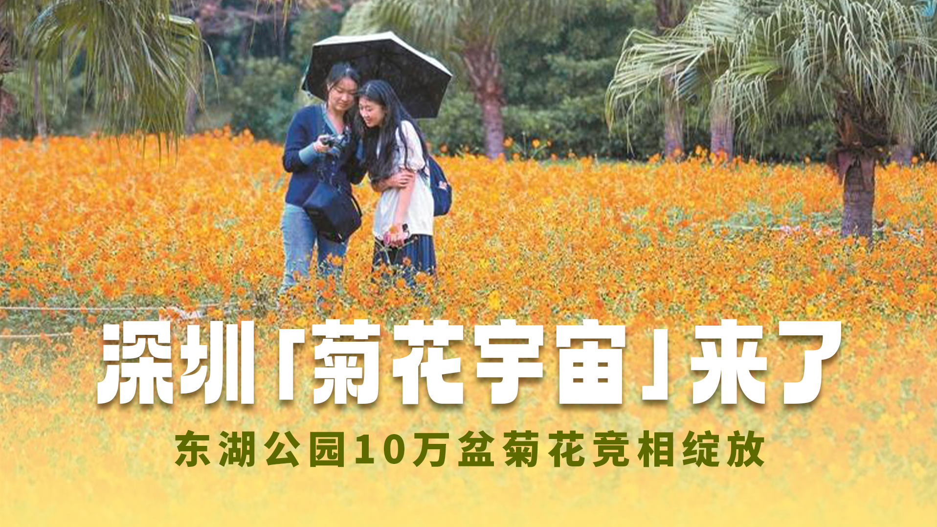 深圳“菊花宇宙”来了