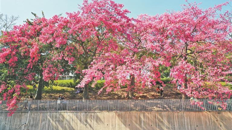 粉色限定异木棉花海美出圈！观澜河湿地公园段迎来最美观赏季