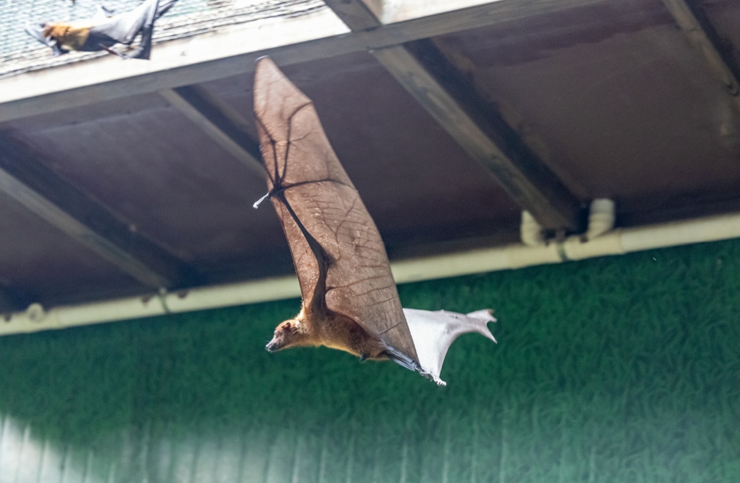 “世界最大蝙蝠”首次亮相广州长隆飞鸟乐园